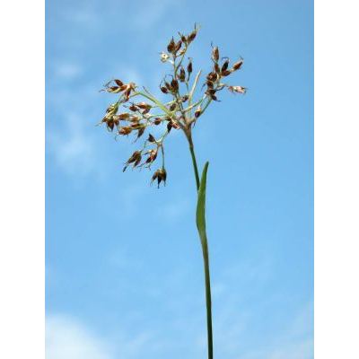 Luzula pilosa (L.) Willd. 
