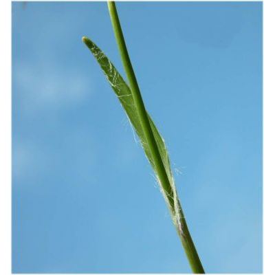 Luzula pilosa (L.) Willd. 