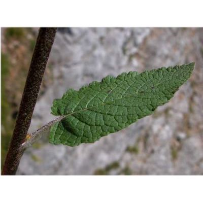 Verbascum alpinum Turra 