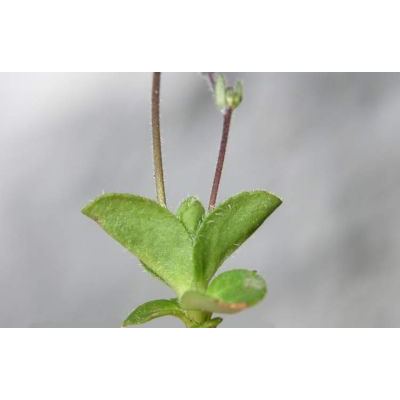 Veronica aphylla L. subsp. aphylla 