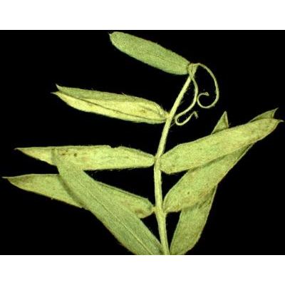 Vicia cracca subsp. incana (Gouan) Rouy 