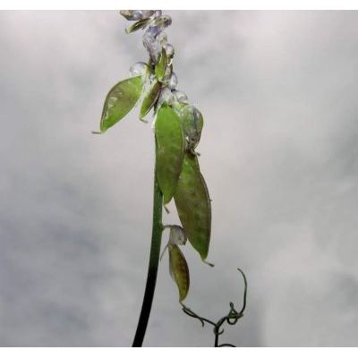 Vicia tenuifolia Roth subsp. tenuifolia 