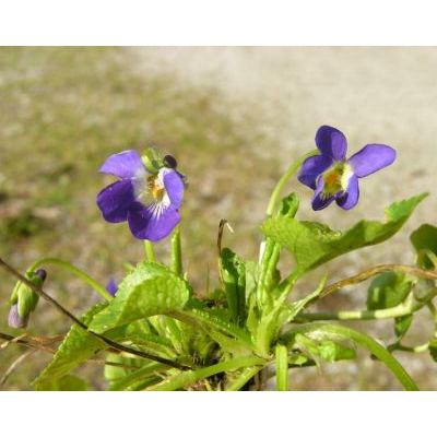 Viola suavis M.Bieb. subsp. adriatica (Freyn) Hasler 