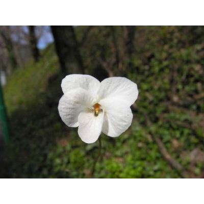 Viola alba Besser 