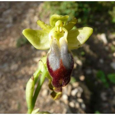 Ophrys fusca Link subsp. fusca 