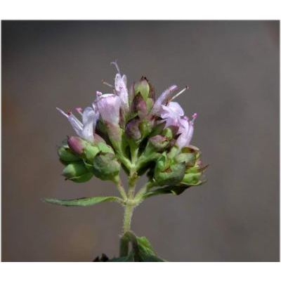 Origanum vulgare L. subsp. vulgare 