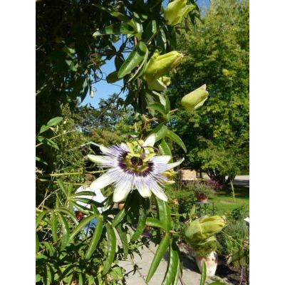 Passiflora coerulea L. 