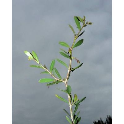 Periploca angustifolia Labill. 