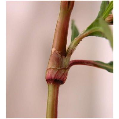Persicaria lapathifolia (L.) Delarbre subsp. lapathifolia 