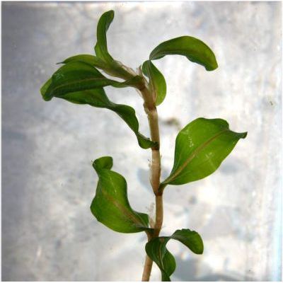 Potamogeton perfoliatus L. 