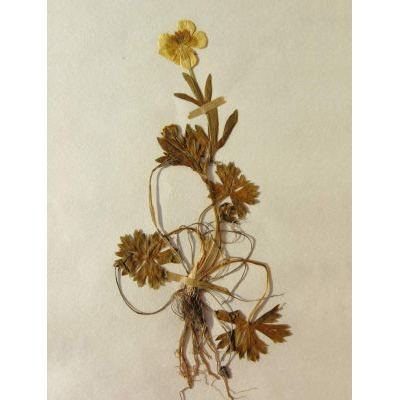 Ranunculus carinthiacus Hoppe 
