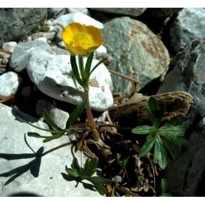 Ranunculus montanus Willd. 