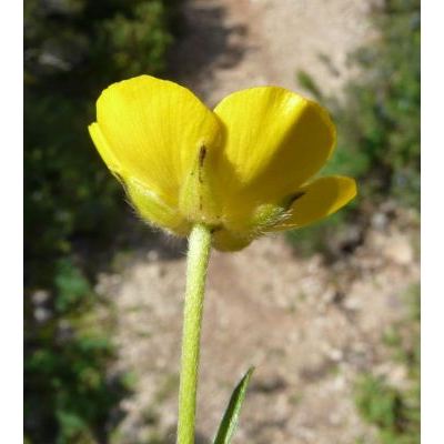 Ranunculus revelierei Boreau 