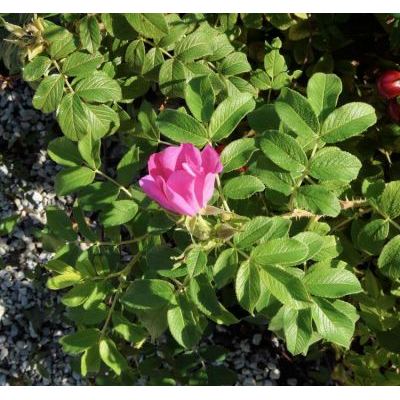 Rosa centifolia L. 