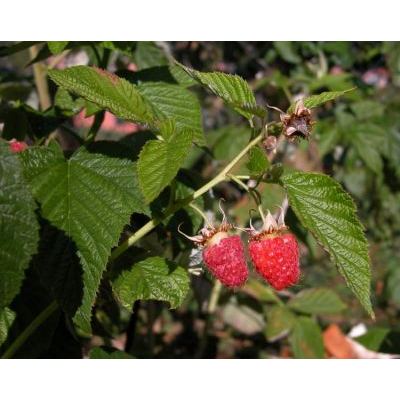 Rubus idaeus L. subsp. idaeus 