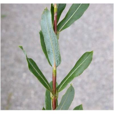 Salix amplexicaulis Bory 