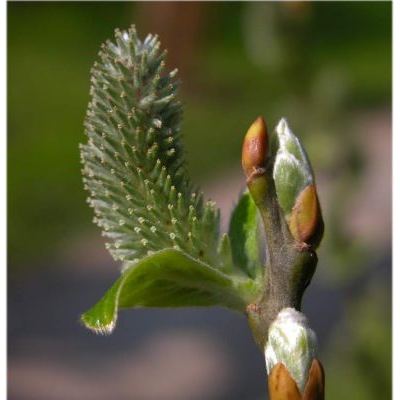 Salix appendiculata Vill. 