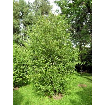 Salix atrocinerea Brot. subsp. atrocinerea 