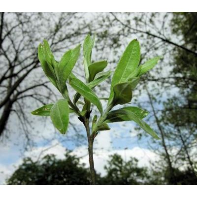 Salix eleagnos Scop. subsp. eleagnos 