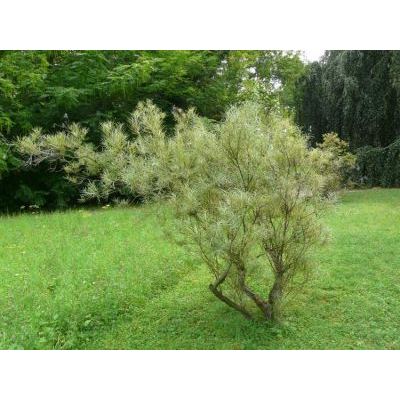 Salix eleagnos Scop. subsp. eleagnos 