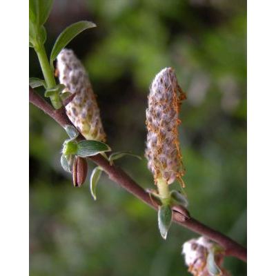 Salix repens subsp. rosmarinifolia (L.) Andersson 