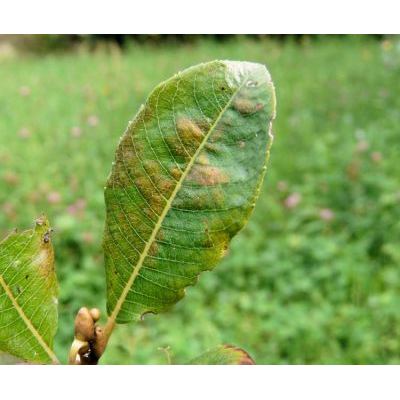 Salix waldsteiniana Willd. 