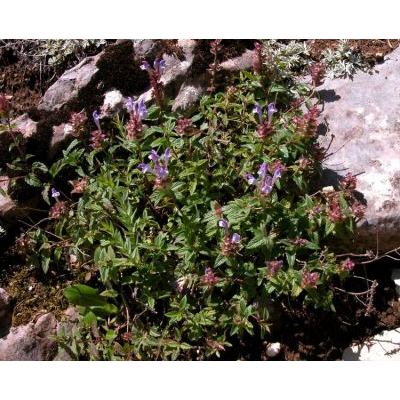 Scutellaria alpina L. subsp. alpina 