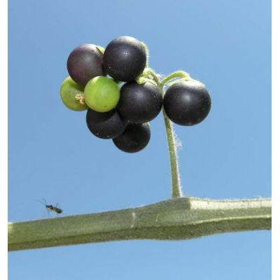 Solanum nigrum subsp. schultesii (Opiz) Wessely 