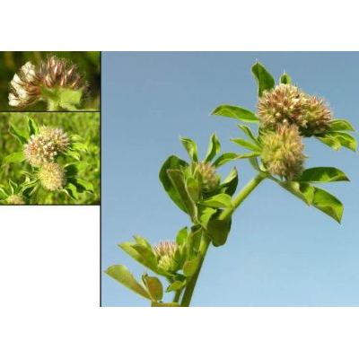 Trifolium bocconei Savi 