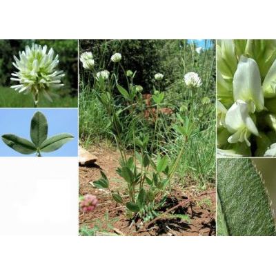 Trifolium montanum L. subsp. montanum 