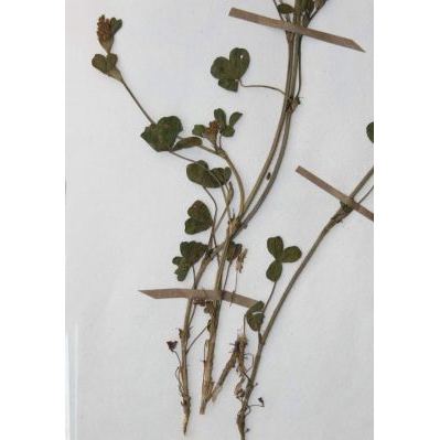 Trifolium striatum L. subsp. striatum 