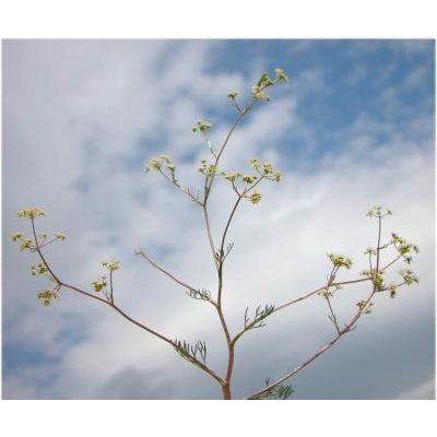 Trinia glauca (L.) Dumort. subsp. glauca 
