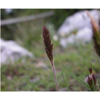Trisetaria spicata (L.) Paunero subsp. ovatipaniculata (Hultén ex Jonsell) Banfi & Soldano 