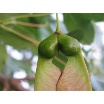 Acer monspessulanum L. 