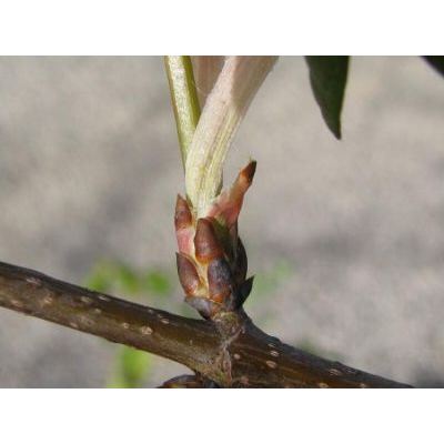 Acer monspessulanum L. 