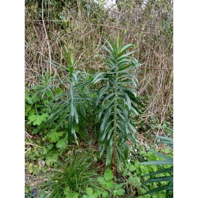 Euphorbia lathyris L. 