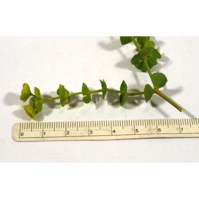 Euphorbia segetalis L. 