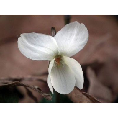 Viola alba subsp. scotophylla (Jord.) Nyman 