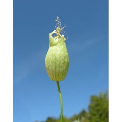 Silene vulgaris (Moench) Garcke subsp. vulgaris 