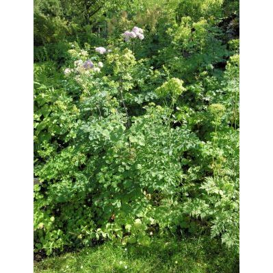 Thalictrum aquilegiifolium L. subsp. aquilegiifolium 