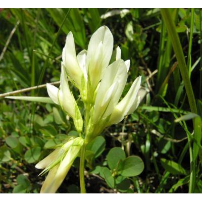 Trifolium alpinum L. 