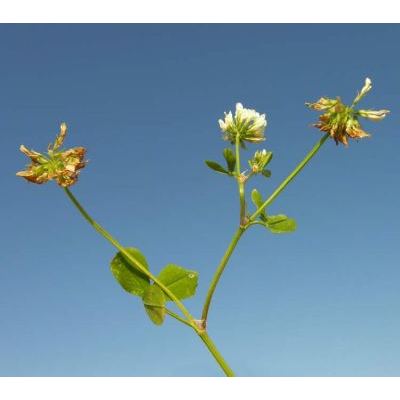 Trifolium nigrescens Viv. subsp. nigrescens 