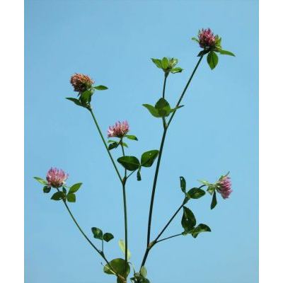 Trifolium pratense L. subsp. pratense 