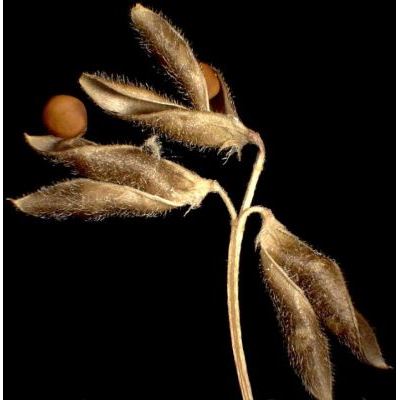 Vicia hirsuta (L.) Gray 