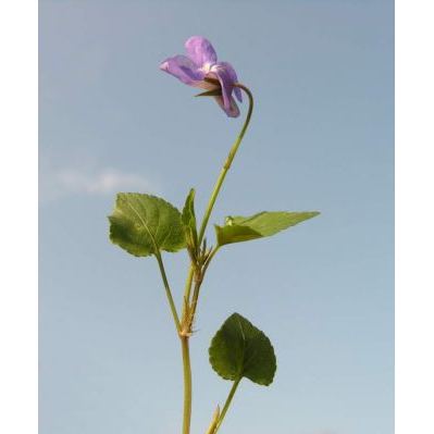 Viola canina L. subsp. ruppii (All.) Schübl. & G. Martens 