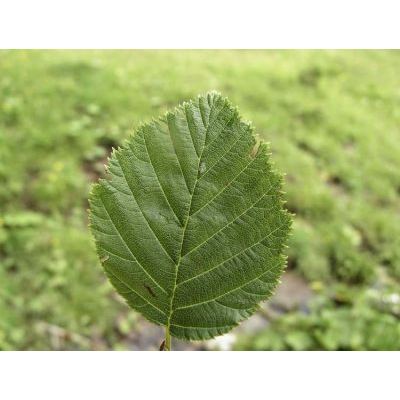Alnus viridis (Chaix) DC. subsp. viridis 