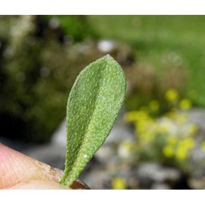 Alyssum wulfenianum Willd. 