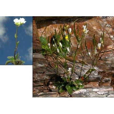 Arabis bellidifolia Crantz subsp. bellidifolia 