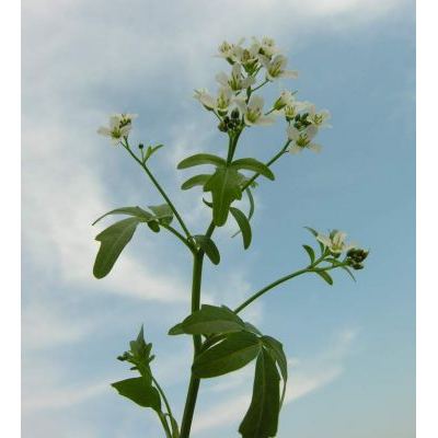 Cardamine amara L. subsp. amara 