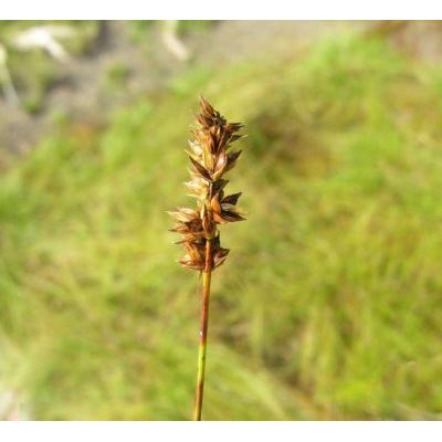 Carex muricata subsp. pairae (F. W. Schultz) Celak. 